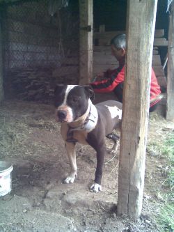 Photo of the dog