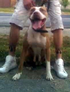 Photo of the dog