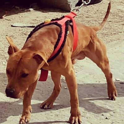 Photo of the dog