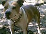 Photo of the dog