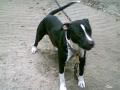 Photo of the dog