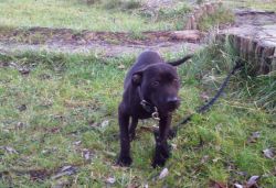 Photo of the dog
