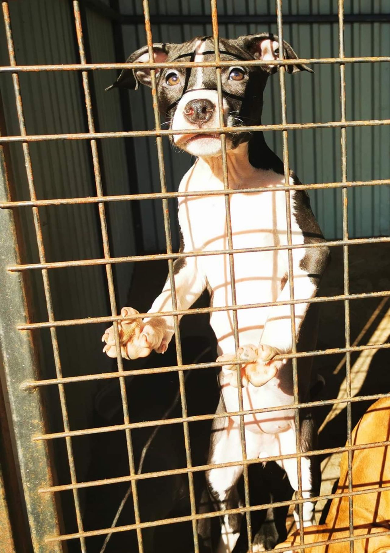 Photo of the dog