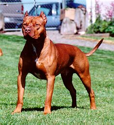 Photo of the dog