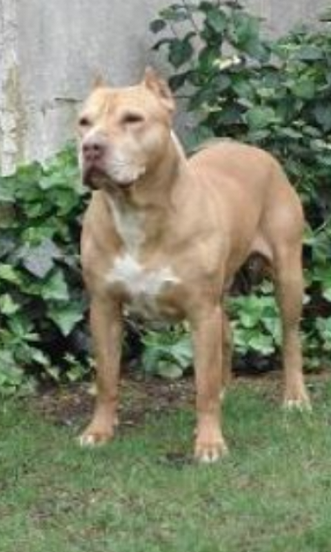 Photo of the dog