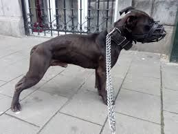 Photo of the dog