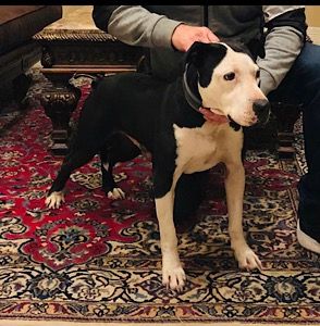Photo of the dog