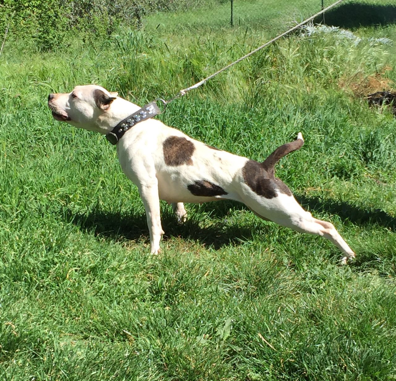 Photo of the dog
