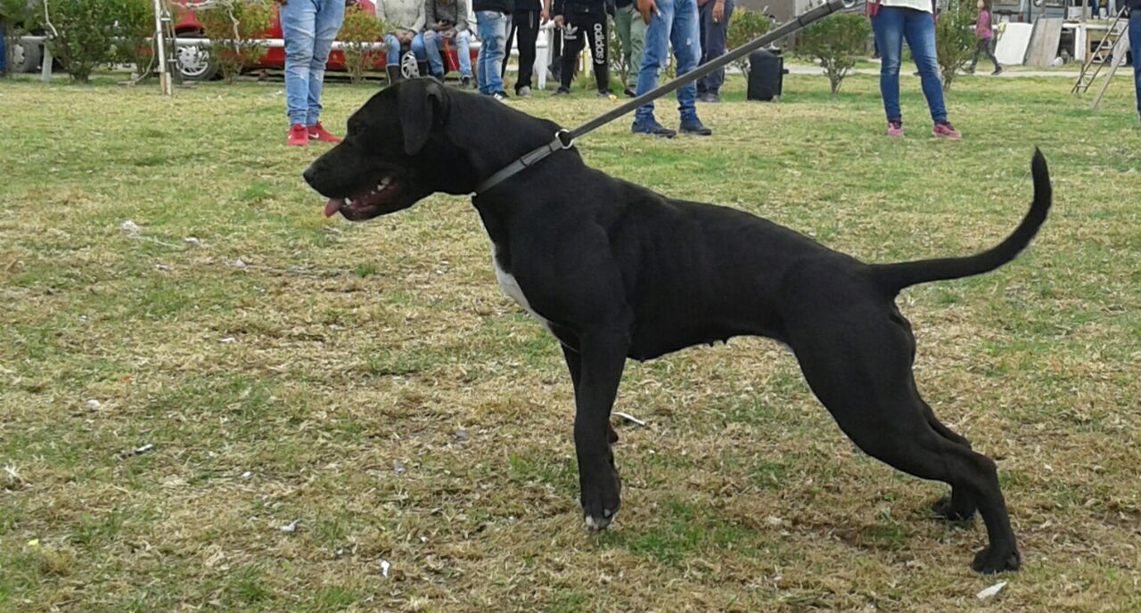 Photo of the dog