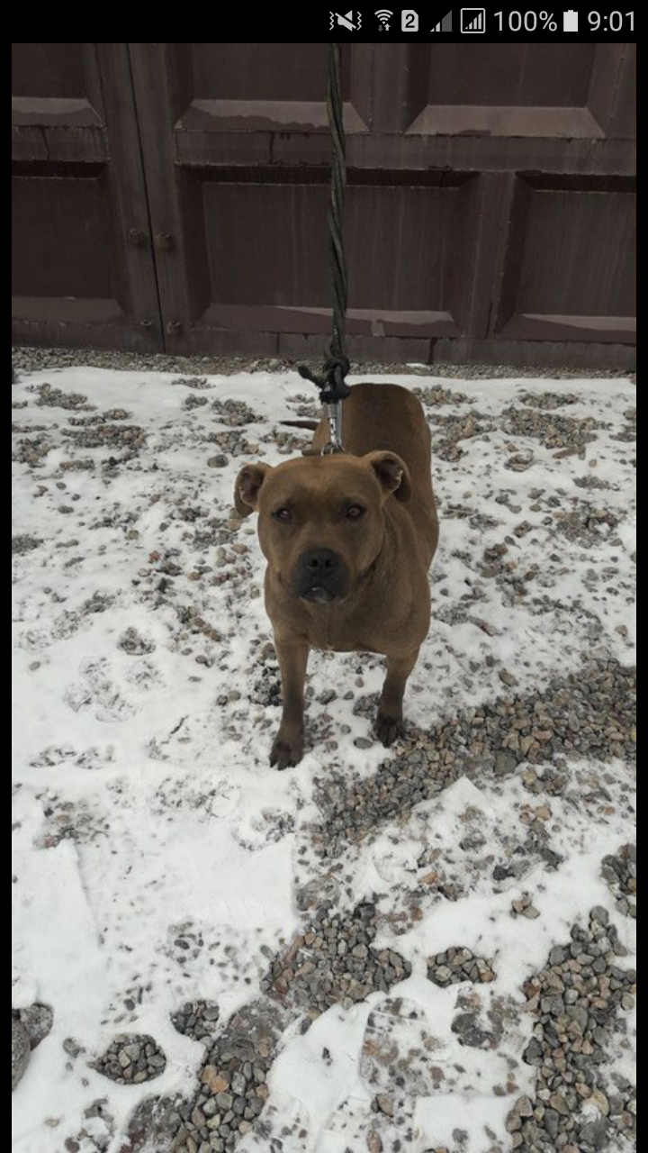 Photo of the dog