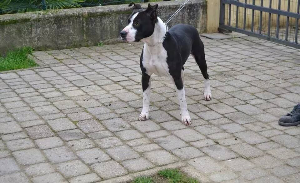 Photo of the dog