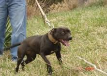 Photo of the dog
