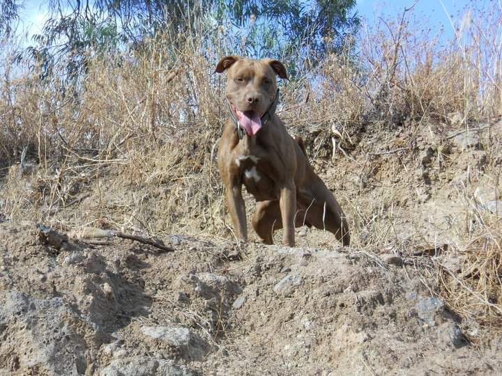 Photo of the dog