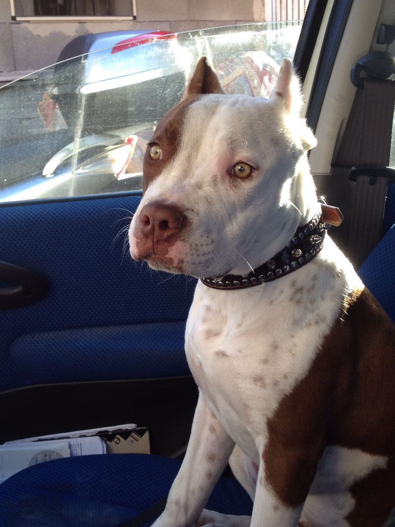 Photo of the dog