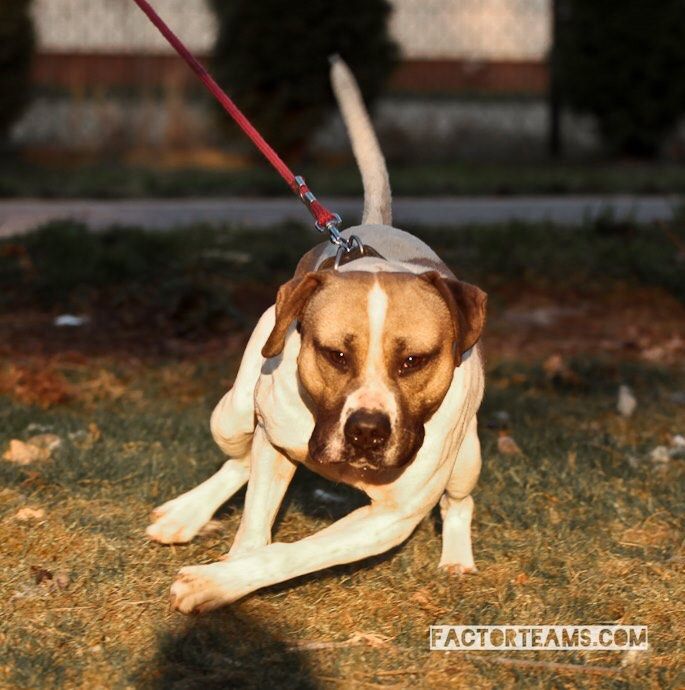 Photo of the dog
