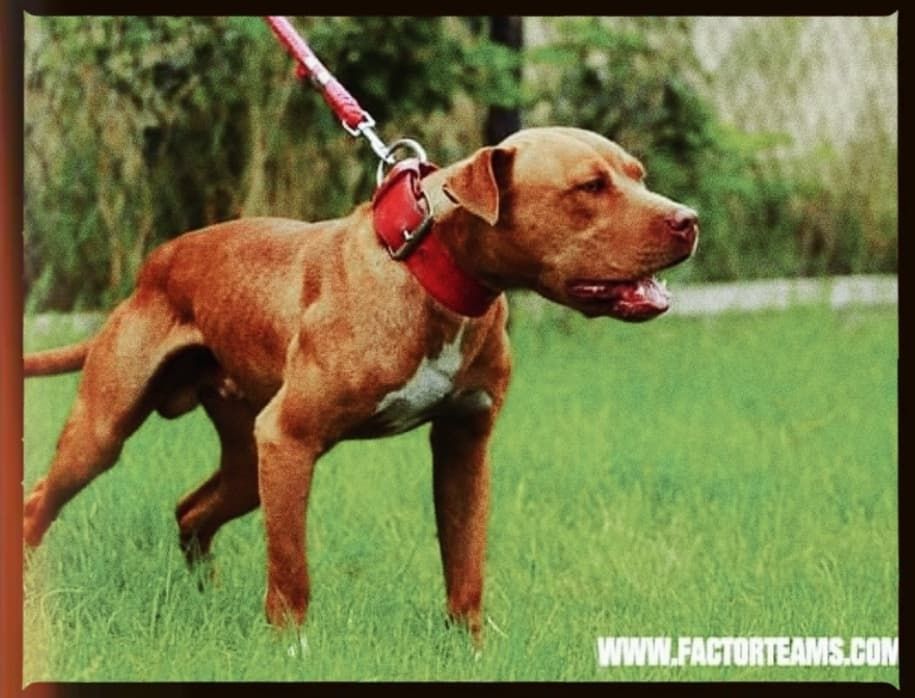 Photo of the dog