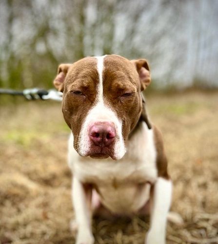 Photo of the dog