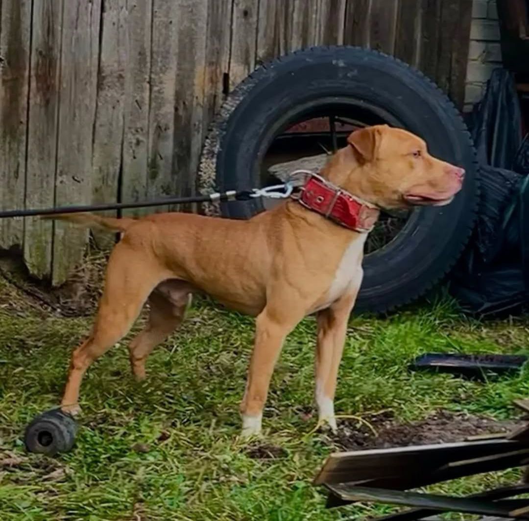 Photo of the dog