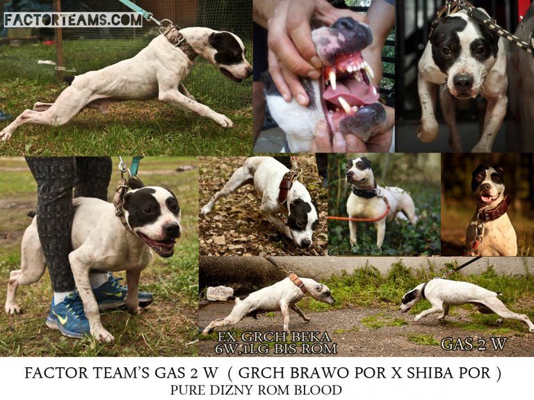 Photo of the dog