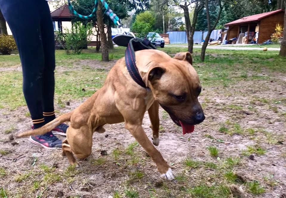 Photo of the dog
