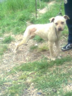 Photo of the dog