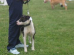 Photo of the dog