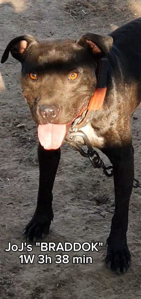 Photo of the dog