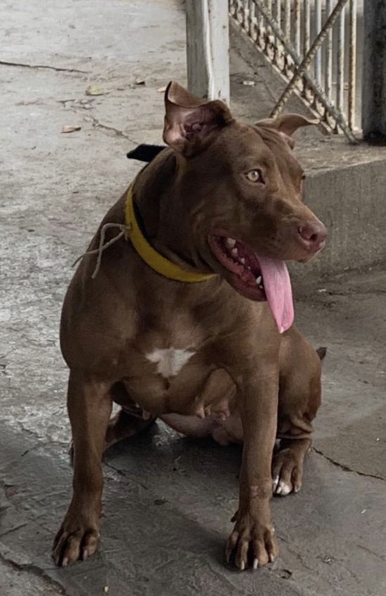 Photo of the dog