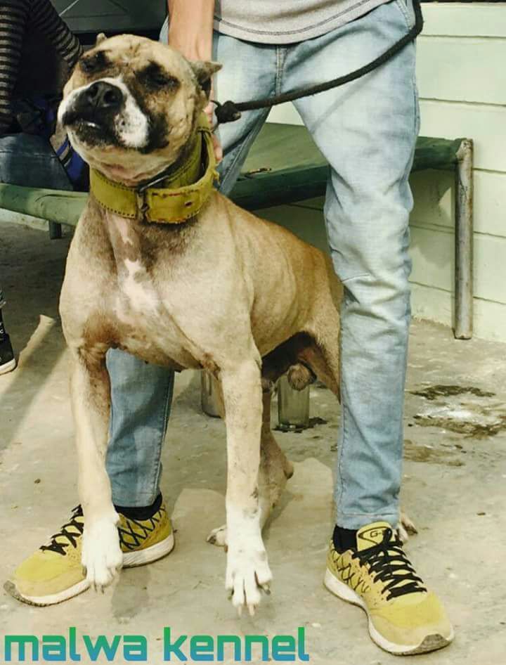 Photo of the dog