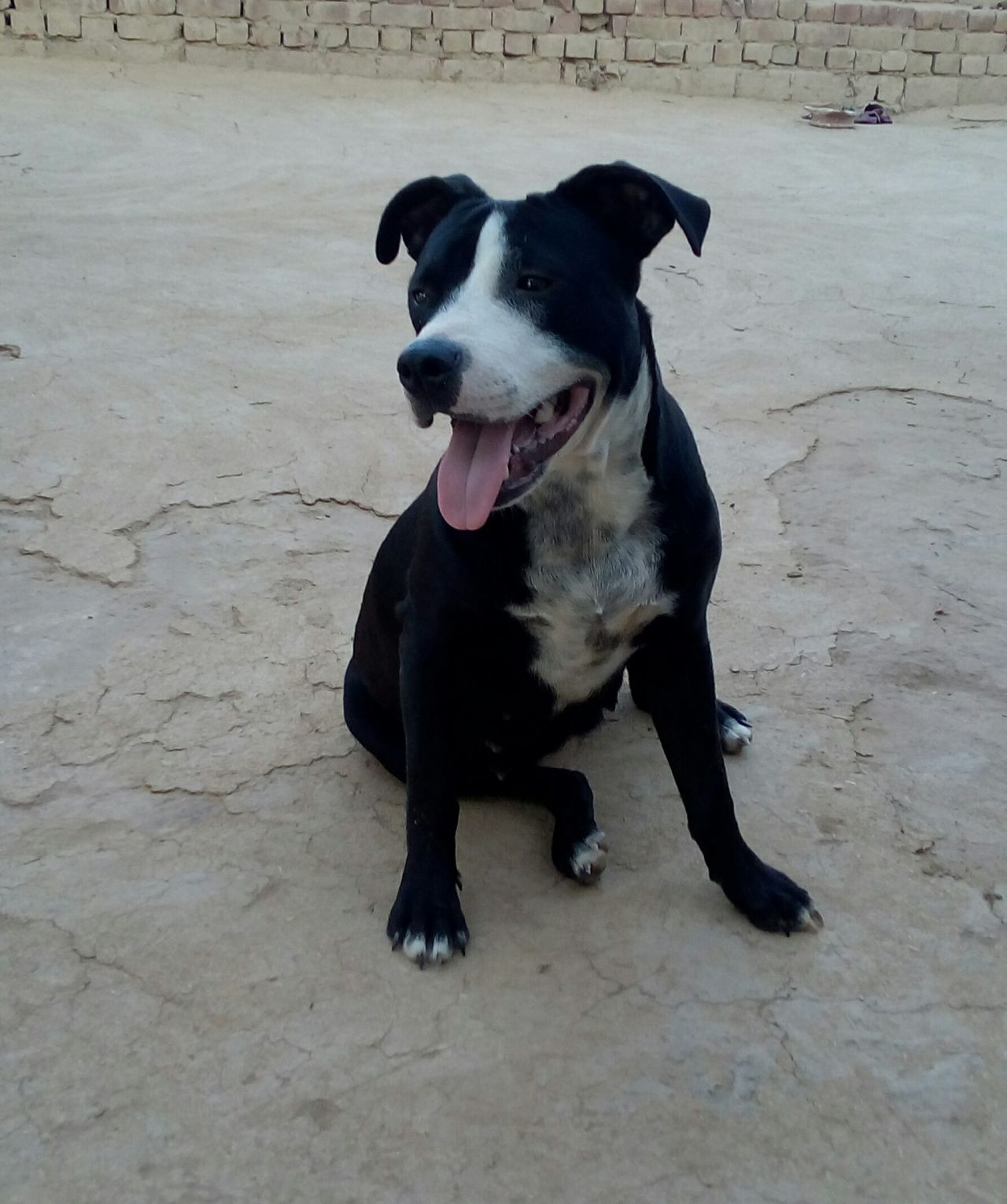 Photo of the dog