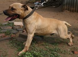 Photo of the dog
