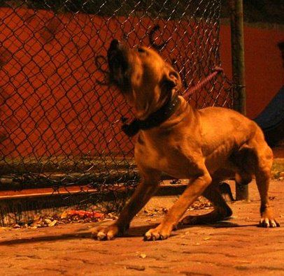 Photo of the dog