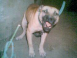 Photo of the dog