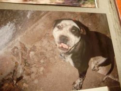 Photo of the dog