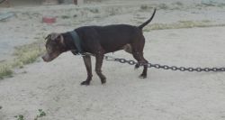 Photo of the dog