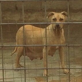 Photo of the dog