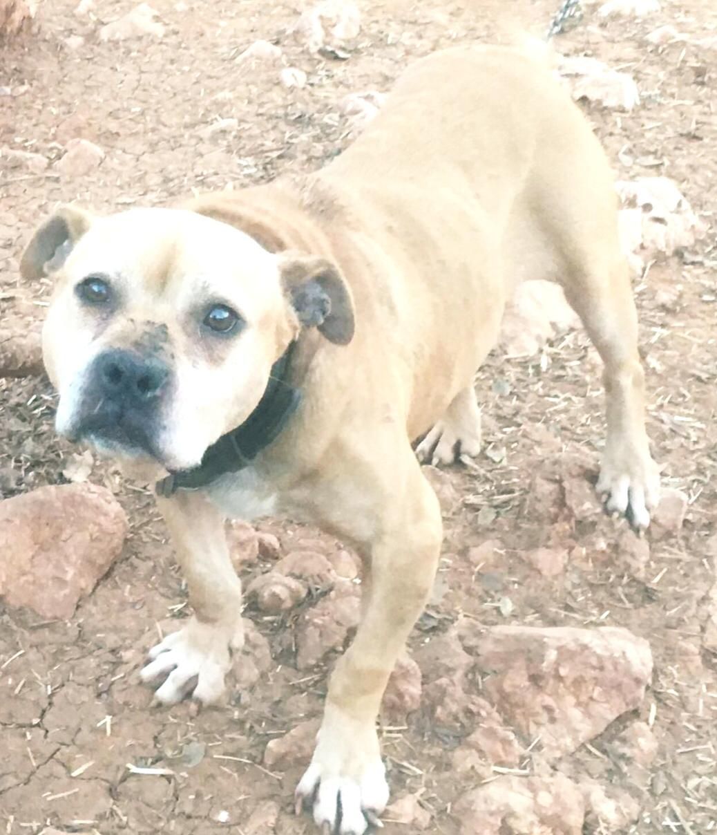Photo of the dog