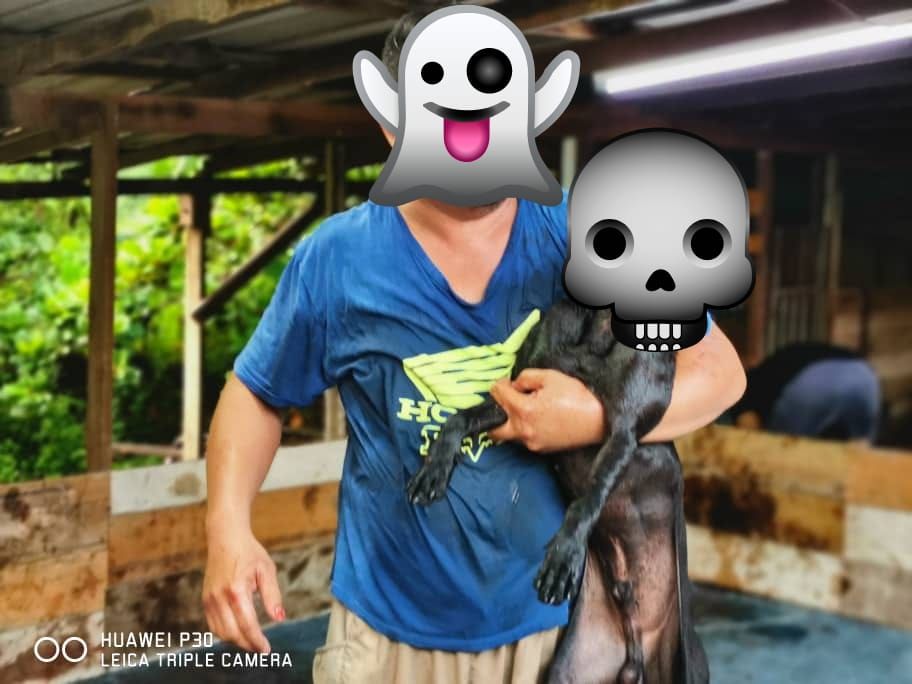 Photo of the dog