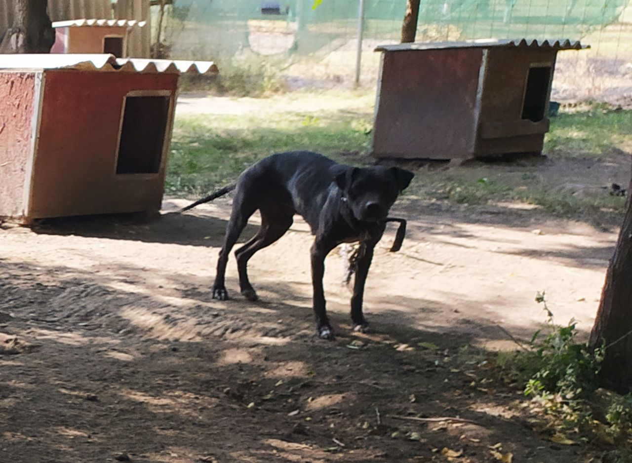 Photo of the dog