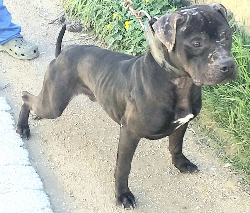 Photo of the dog