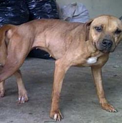 Photo of the dog
