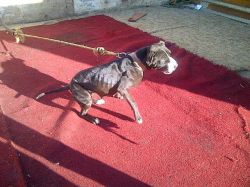 Photo of the dog