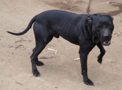 Photo of the dog