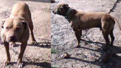 Photo of the dog