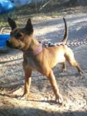 Photo of the dog