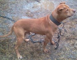 Photo of the dog