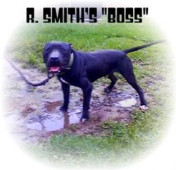 Photo of the dog