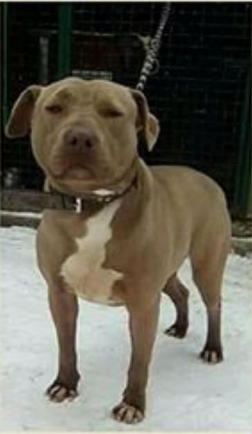 Photo of the dog