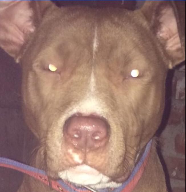 Photo of the dog