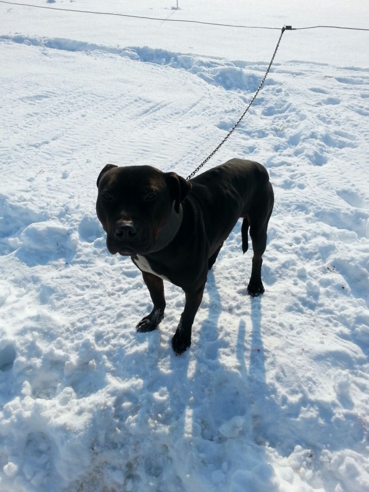 Photo of the dog